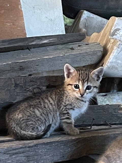 Châtaigne - À adopter, chat · Européen · Reims, France 3
