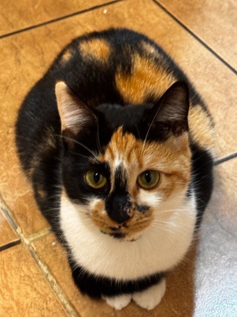 Findus - Katze vermisst, Innsbruck