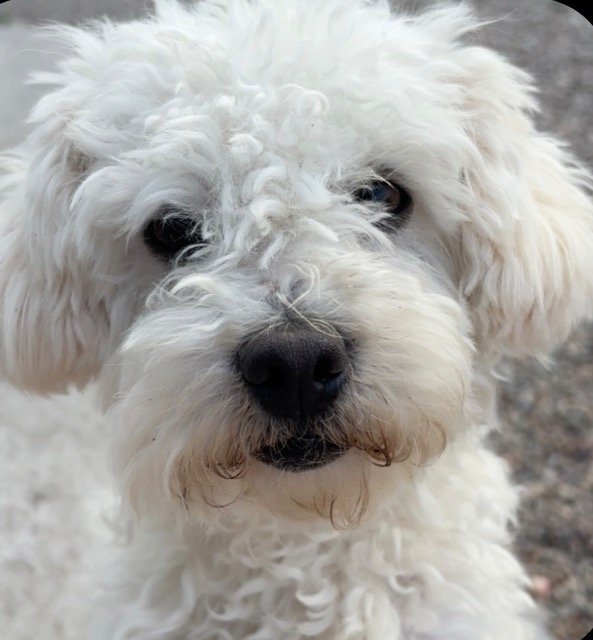 Molly - dog lost, Murcia