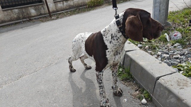Ivo - dog found, Szczecin
