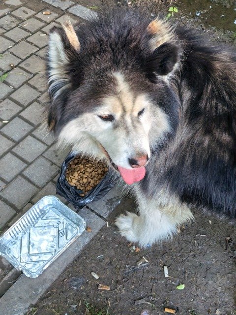 Titan - Trouvé, chien · Husky sibérien · Nîmes, France 3