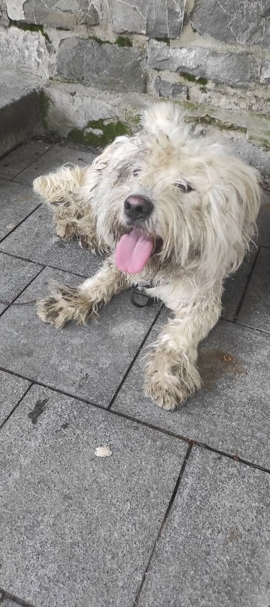 Pika - dog found, Maribor