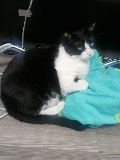 Copito - PERDIDO, gato · gato europeo · Vigo, España 3
