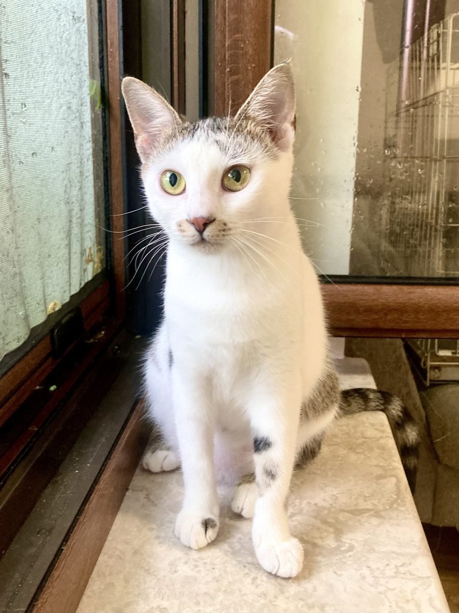 Kicia - cat
