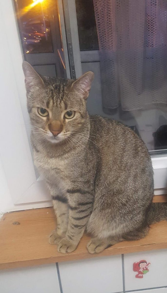 Bounty - Katze vermisst, Graz