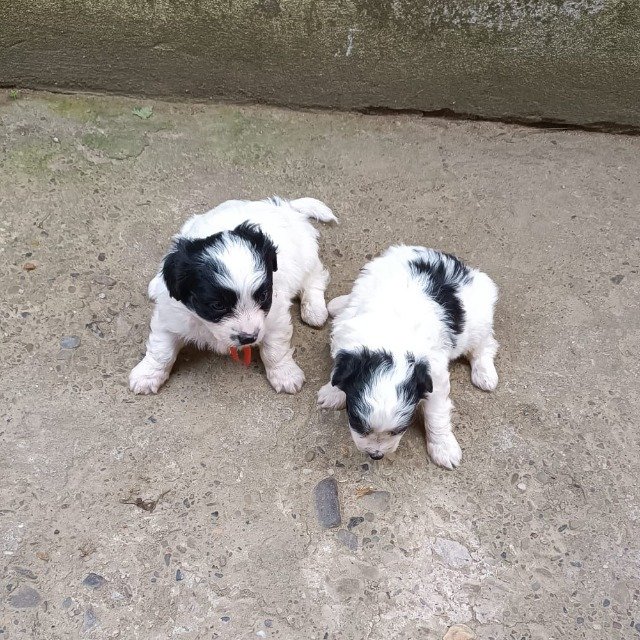 Rado - dog found, Jelgava