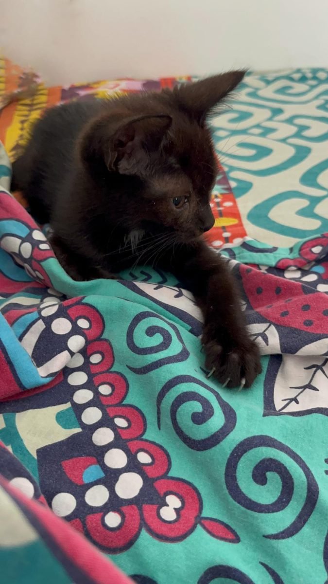 Sisi - cat found, Valencia