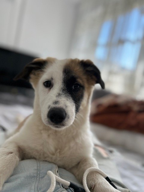 Arco - Hund