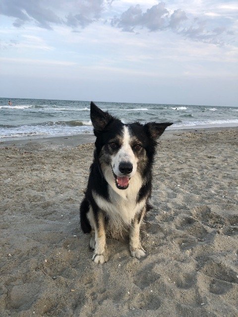 Duke