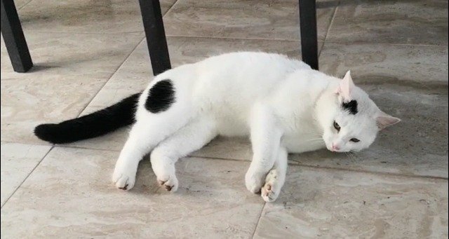 Rita - PERDIDO, gato · europea · Palma, España 3