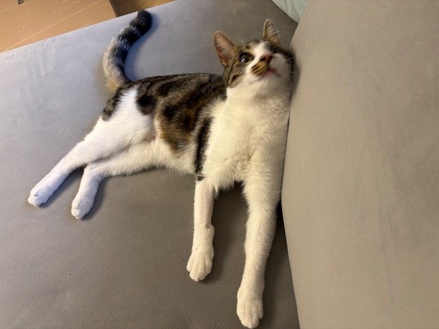 Uva - SMARRITO, gatto · europeo · Napoli, Italia 3