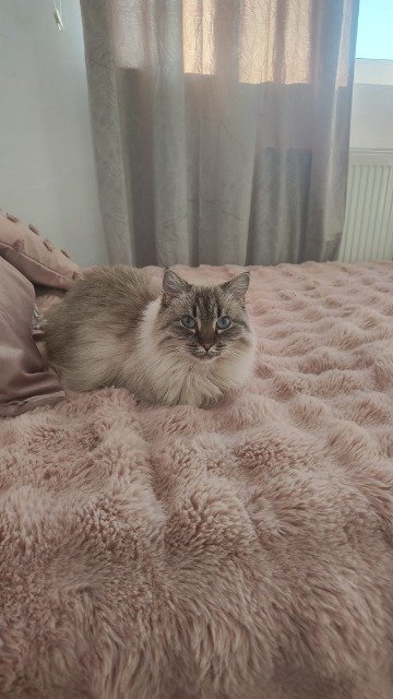 Mizia - DO ADOPCJI, kot · kot europejski · Gdańsk, Polska 3
