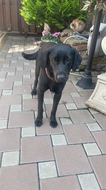 Nerina - cane trovato, Reggio nell'Emilia