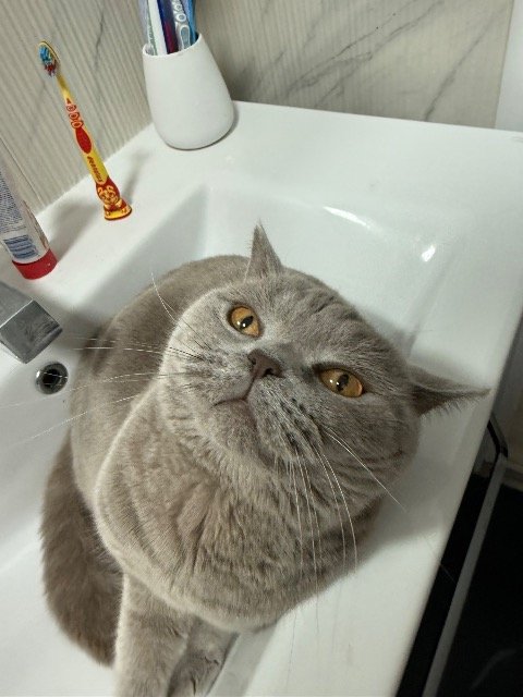 Bryza - ZAGINĄŁ, kot · British Shorthair · Katowice, Polska 4