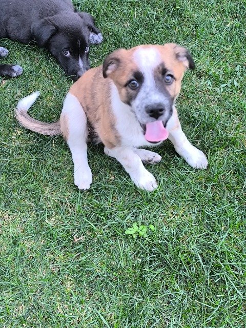 Zulu - PARA ADOÇÃO, cão · mestiço · Rio Tinto, Portugal 3
