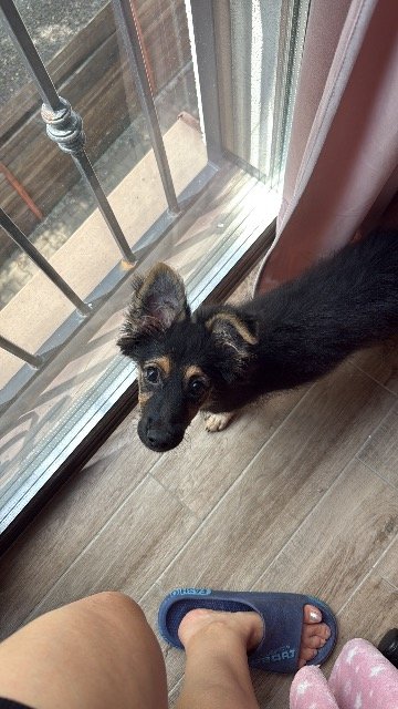 Oréo - À adopter, chien · croisé · Marseille, France 3