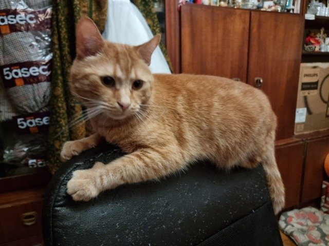 Tigrou