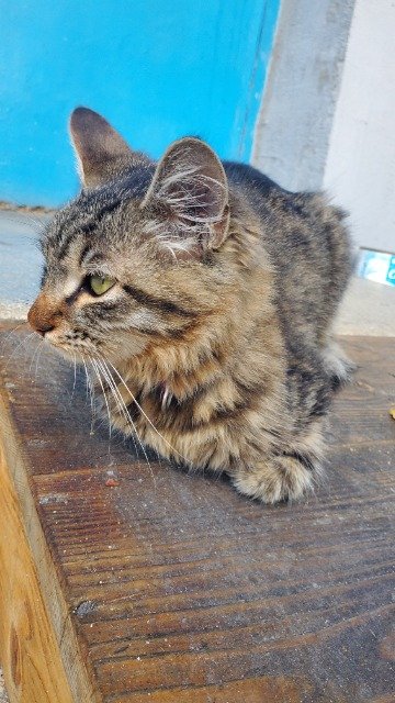 Oreo - GEFUNDEN, Katze · Mischling · Nürnberg, Deutschland 3