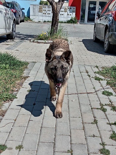 Gundi - ZU VERMITTELN, Hund · Malinois-Mischling · Villach, Österreich 4