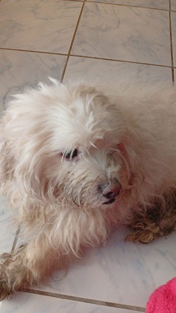 Fanni - dog found, Nagykanizsa