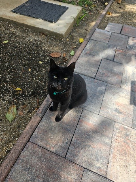 Pucky - Katze vermisst, Stuttgart