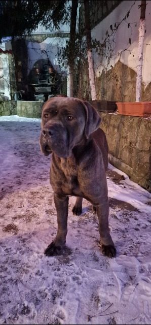 Rocky - dog found, Sevilla