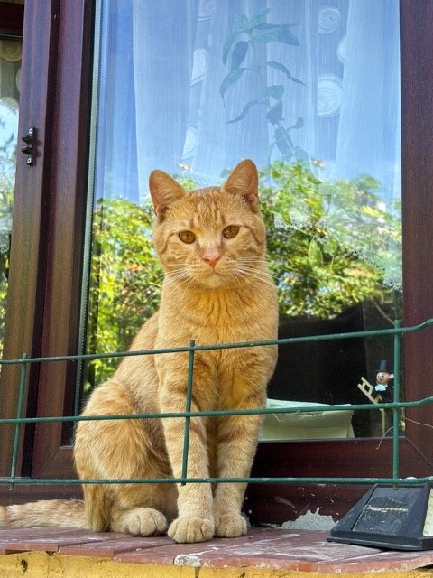 Mindas - katė dingo, Radviliskis