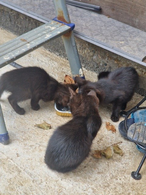 Peaches - Adopcijai, katė · europos trumpaplaukis · Vilnius, Lietuva 3