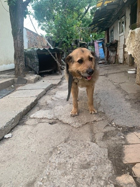Sammy - cane