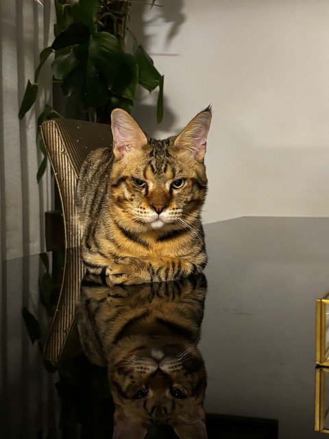Ruggine - cat lost, Firenze