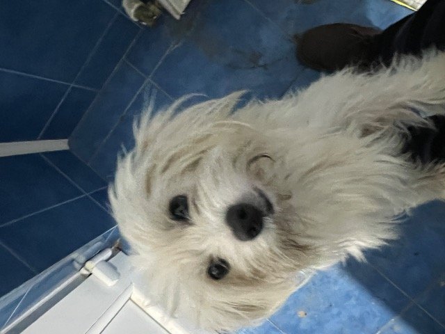 Balto - dog found, Mannheim