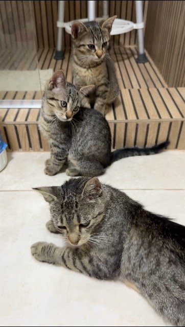 Lanka - cat