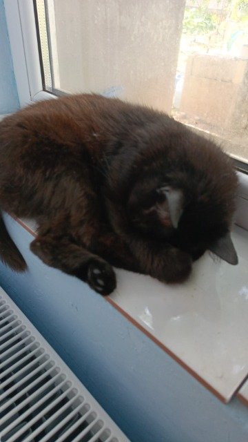Dado - cat lost, Torino