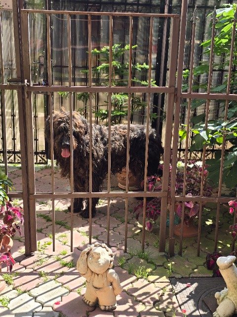Misty - Trouvé, chien · Briard · Lille, France 3