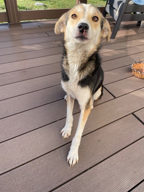 Bram - À adopter, chien · croisé · Bruxelles, Belgique 3