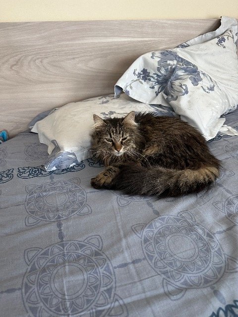Solito - DESAPARECIDO, gato · Norueguês da Floresta · Braga, Portugal 4