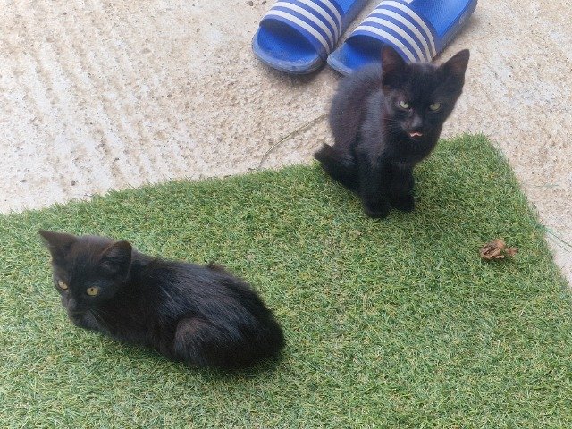 Peaches - Adopcijai, katė · europos trumpaplaukis · Vilnius, Lietuva 4