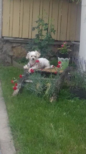 Filou - chien perdus, Villeurbanne
