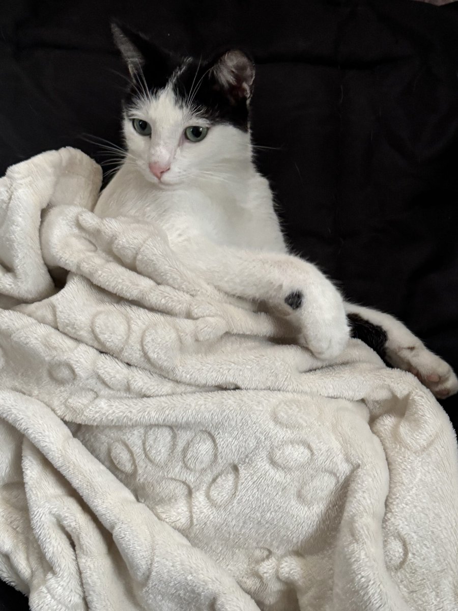 Polka - PERDIDO, gato · mestizo · Vigo, España 4