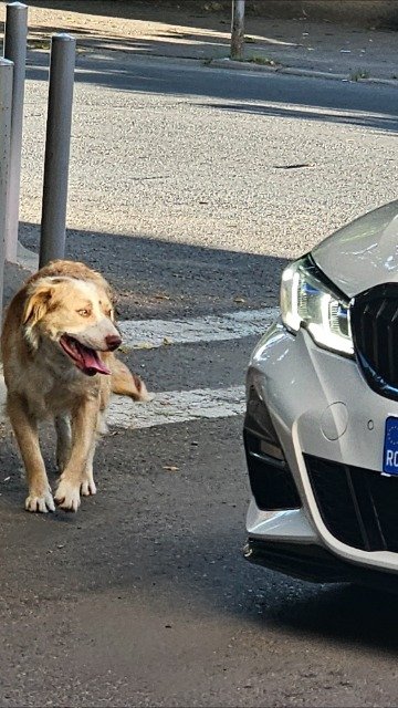 Frida - cão perdidos, Leiria