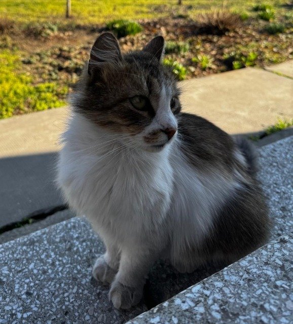 Ébène - Perdu, chat · de gouttière · Paris, France 4