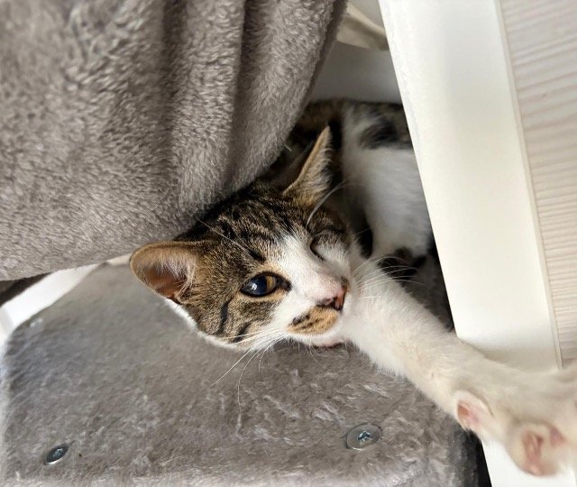 Clea - ENTLAUFEN, Katze · Europäisch Kurzhaar · Düsseldorf, Deutschland 4