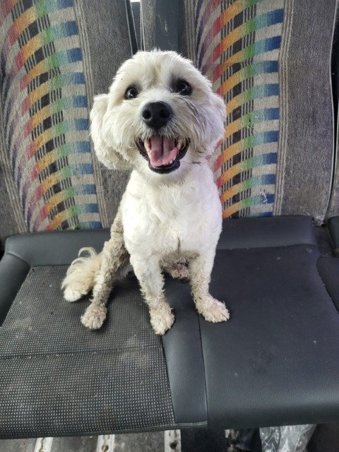 Pablo - dog found, Łódź
