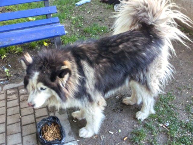 Pufi - dog found, Budapest