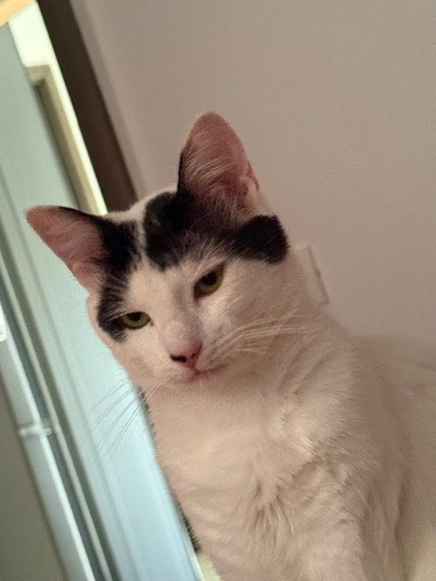 Tiza - cat lost, Valencia