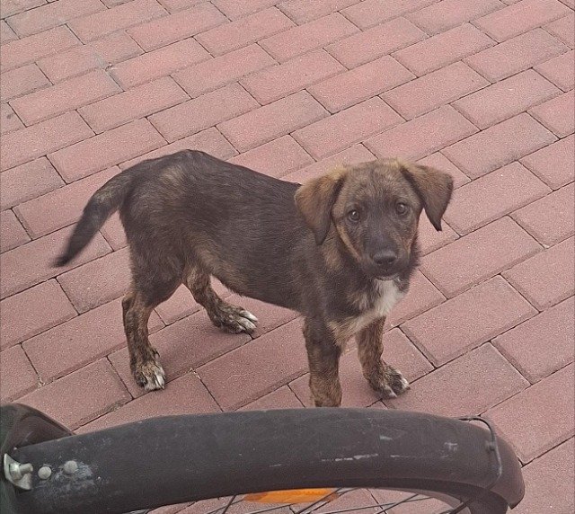 Fiete - Hund