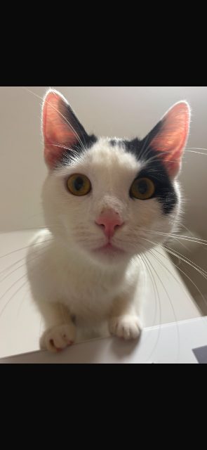 Minù - cat lost, Turin