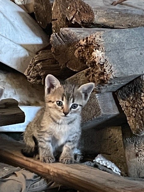 Châtaigne - À adopter, chat · Européen · Reims, France 4