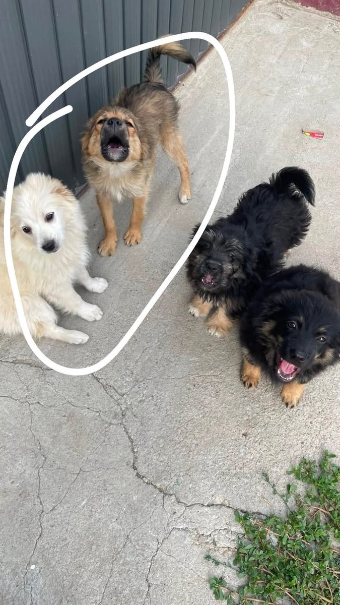 Peludo - ENCONTRADO, perro · mestizo · Palma, España 3