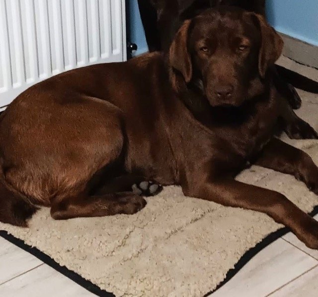 Ritmo - dog found, Sevilla